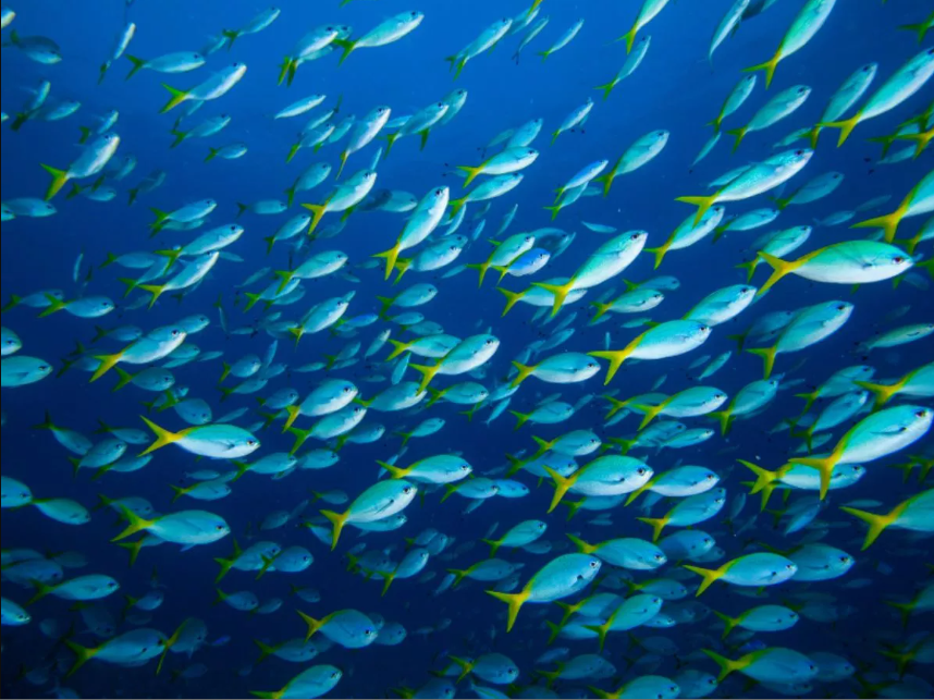 المدرسة الصيفية المتقدمة حول نمذجة الأنواع المتعددة لإدارة الموارد البحرية في البحر المتوسط (AMARE-MED 2026)